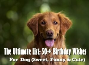 birthday wishes for dog